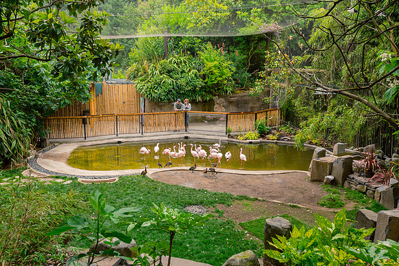 Portland-Zoo-Flamingo-Exhibit-Parallel-Photography-2013_01