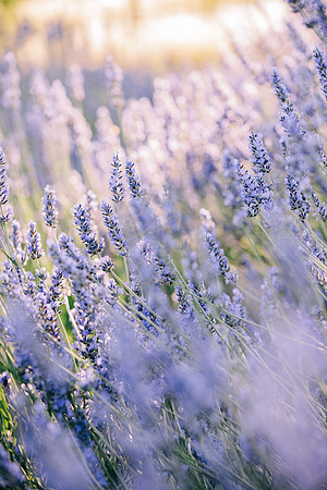 024 Sarah and Sean Maternity_by Erin Riddle 2021