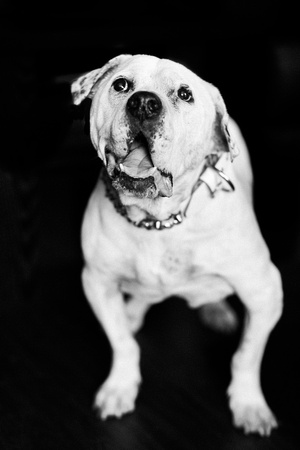 Dozer_July 2017_Photo 11