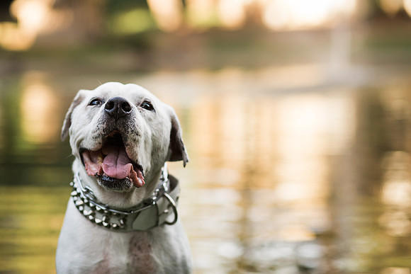 Dozer_July 2017_Photo 15