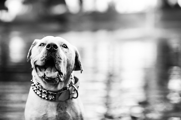 Dozer_July 2017_Photo 16