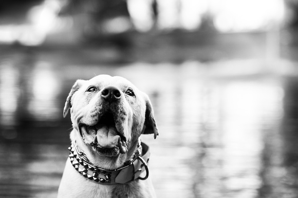 Dozer_July 2017_Photo 18