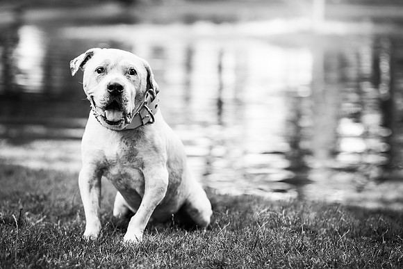 Dozer_July 2017_Photo 30