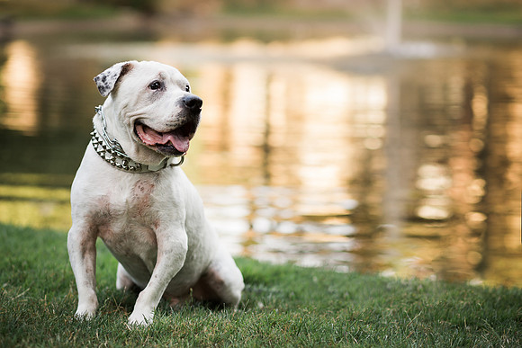 Dozer_July 2017_Photo 31