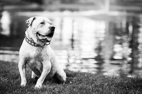 Dozer_July 2017_Photo 32