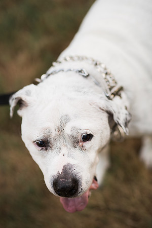 Dozer_July 2017_Photo 39