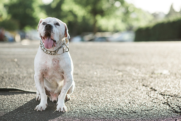 Dozer_July 2017_Photo 53
