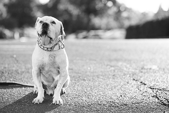 Dozer_July 2017_Photo 54
