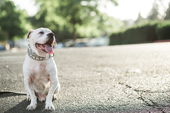 Dozer_July 2017_Photo 55