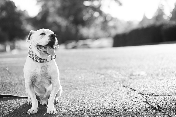 Dozer_July 2017_Photo 56
