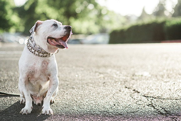 Dozer_July 2017_Photo 57