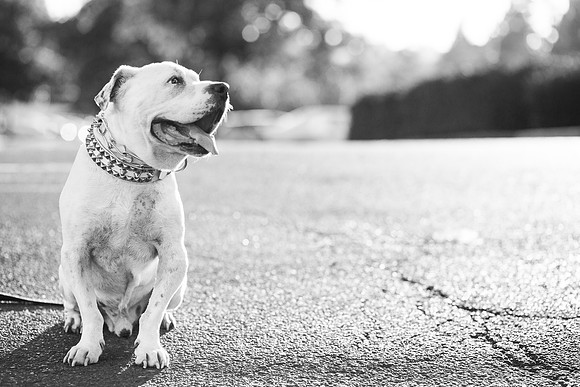 Dozer_July 2017_Photo 58