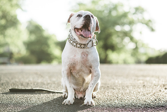 Dozer_July 2017_Photo 59