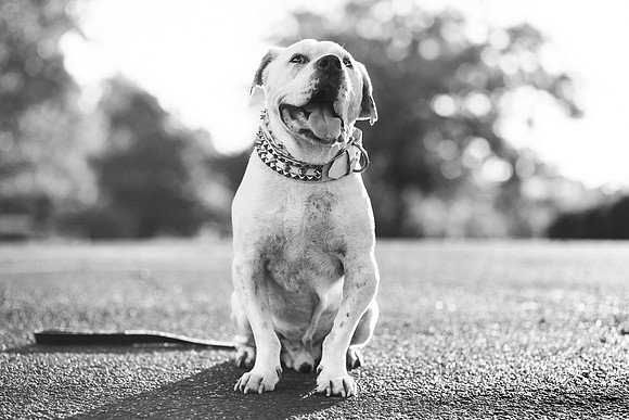 Dozer_July 2017_Photo 60
