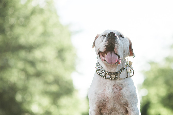 Dozer_July 2017_Photo 61