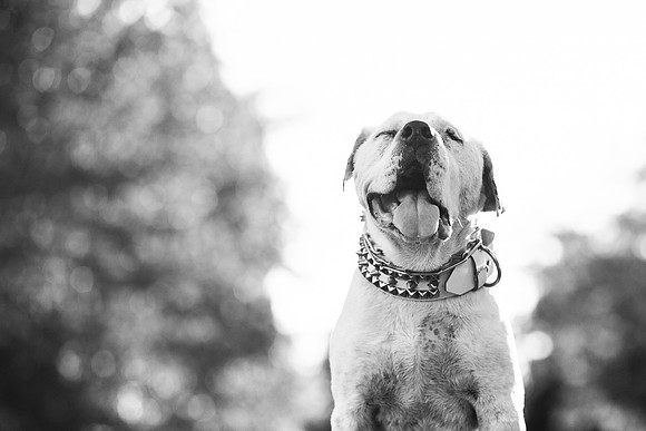 Dozer_July 2017_Photo 62