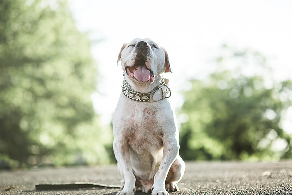 Dozer_July 2017_Photo 63