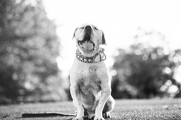 Dozer_July 2017_Photo 64