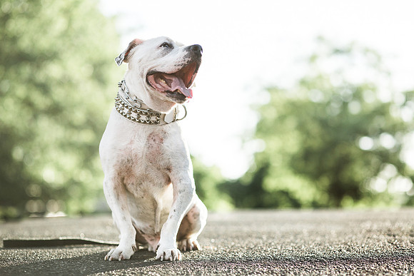 Dozer_July 2017_Photo 65