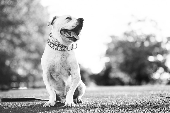 Dozer_July 2017_Photo 66