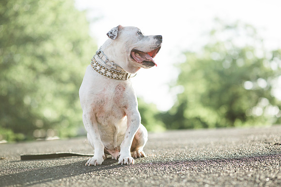 Dozer_July 2017_Photo 67