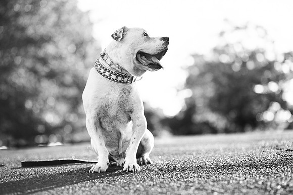 Dozer_July 2017_Photo 68