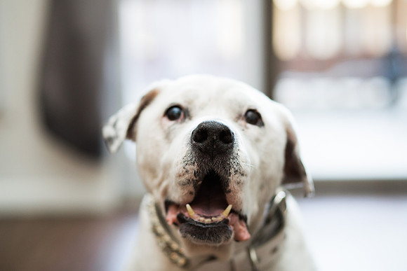 Dozer_July 2017_Photo 03_web res