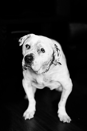 Dozer_July 2017_Photo 09_web res