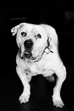 Dozer_July 2017_Photo 10_web res