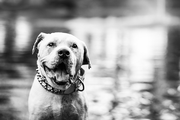 Dozer_July 2017_Photo 20_web res
