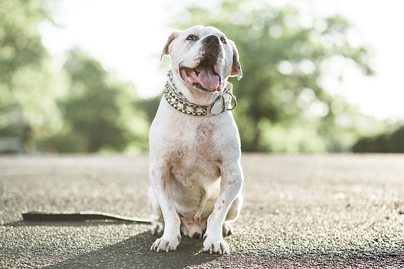 Dozer_July 2017_Photo 59_web res