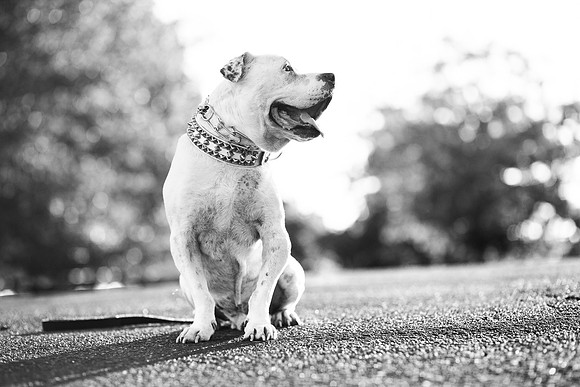 Dozer_July 2017_Photo 68_web res