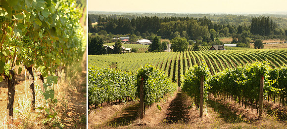 Best Exterior_Vineyard Dyptich_email