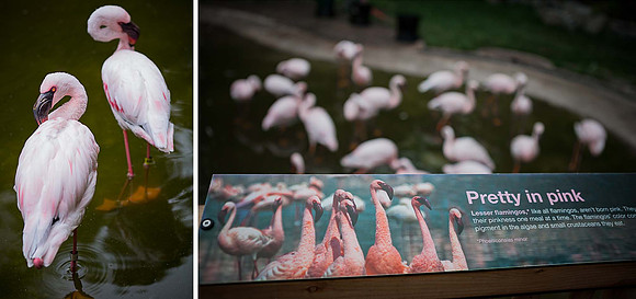 Diptych 1_Flamingo Exhibit_950px